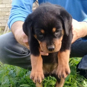 1 ayligdir. Oynag kucukdur. Ata va anasinin cut wakillari var.