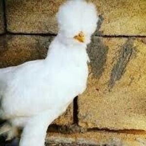 SALAM SULTAN SATIRAM AĞ VE QARA SULTA İSTEYEM OLSA GELİB BAXI ALA BİLE