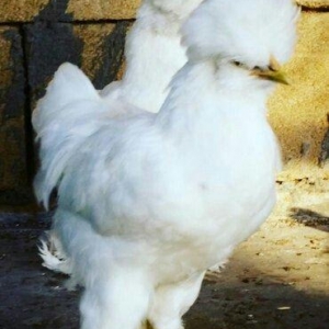 SALAM SULTAN SATIRAM AĞ VE QARA SULTA İSTEYEM OLSA GELİB BAXI ALA BİLE