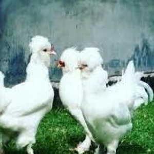 SALAM SULTAN SATIRAM AĞ VE QARA SULTA İSTEYEM OLSA GELİB BAXI ALA BİLE