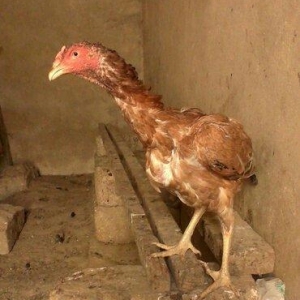 Heyrəti xoruz cəmi bir ədəd qalıb satılır döyüşgən xoruzdur