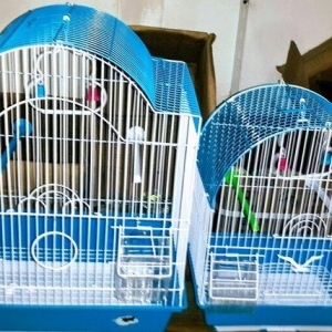 Teze qefesler satilir. Icinde butun aksesuarlari yem qabi su qabi var.