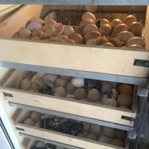 1000 yumurta tutumlu tam avtomatik inkubator. elave yumurta sayina zak