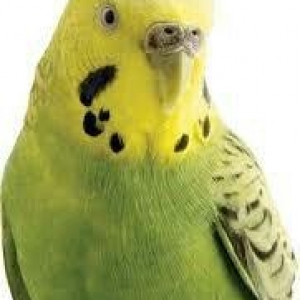 YASHIL RENGLI  ve ya spangle disi CEX papuqaylari aliram.  Maksimum 1