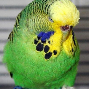 YASHIL RENGLI  ve ya spangle disi CEX papuqaylari aliram.  Maksimum 1