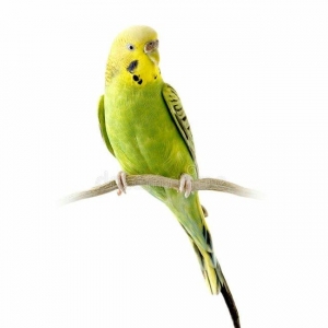 YASHIL RENGLI  ve ya spangle disi CEX papuqaylari aliram.  Maksimum 1