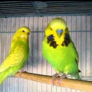 YASHIL RENGLI  ve ya spangle disi CEX papuqaylari aliram.  Maksimum 1