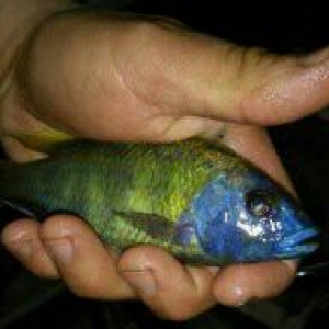 Liapart baliqlar var. Saglam ev artimidi. Ela baliqdi. 6-7-sm