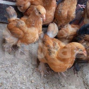 3 ayliq buff orpington blue avstrlopr ve qara koxin melez balalari