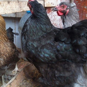 Qara koxin 40 man
blue brama 40 man 
rod island red toyuq 40 man
hamis