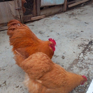 Buff orpington xoruz colpalar 3ayliq 30manata vaksina olunub cumaya