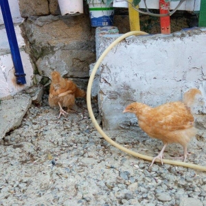Buff orpington xoruz colpalar 3ayliq 30manata vaksina olunub cumaya