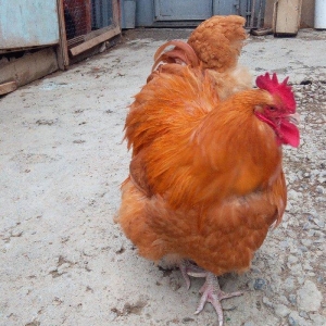 Buff orpington xoruz colpalar 3ayliq 30manata vaksina olunub cumaya