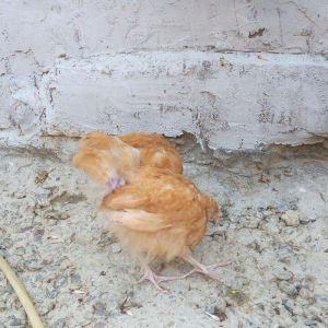 Buff orpington xoruz colpalar 3ayliq 30manata vaksina olunub cumaya