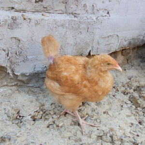 Buff orpington xoruz colpalar 3ayliq 30manata vaksina olunub cumaya