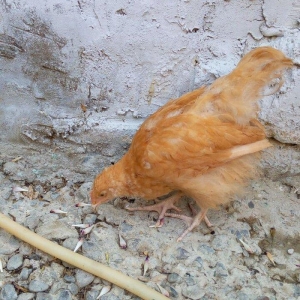 Buff orpington xoruz colpalar 3ayliq 30manata vaksina olunub cumaya