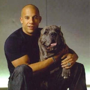 Орижинал италиян масивлари кане коросо сенетли пасапортлу алычынын ады