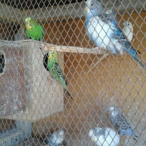 salam hamsn satram dene dene satmram 8 yuva iri qefesi metreyarm uzunu