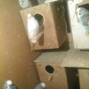 salam hamsn satram dene dene satmram 8 yuva iri qefesi metreyarm uzunu