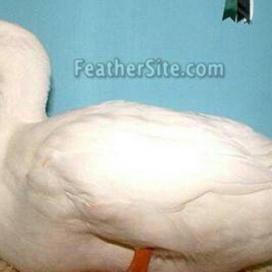 Pekin ordəyləri satılır. 6 aylıqdılar  hazırdılar. 3kq dan çox olar çə