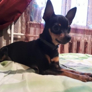 Ищю девочку для своего мини Той-терьера для связки. Öz mini  toy-terye