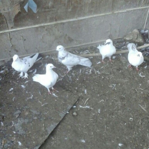 25 eded terkidme goyercin satilir. Optovoy. 85 manat. Tam saqlamdi. Te