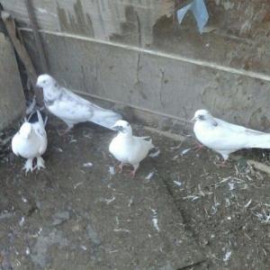 25 eded terkidme goyercin satilir. Optovoy. 85 manat. Tam saqlamdi. Te