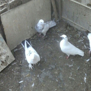 25 eded terkidme goyercin satilir. Optovoy. 85 manat. Tam saqlamdi. Te