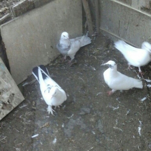 25 eded terkidme goyercin satilir. Optovoy. 85 manat. Tam saqlamdi. Te