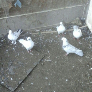 Terkidme 25 goyercin satilir. Tam saqlamdi. Optovoy 85manat. Tek tek 4