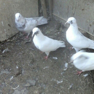 Terkidme 25 goyercin satilir. Tam saqlamdi. Optovoy 85manat. Tek tek 4