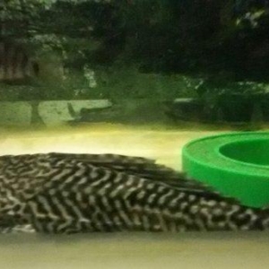 Satilir cernapalos. Albinos 2az brilyant 10 akvarium 130 litr 30azn