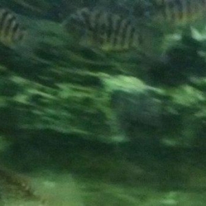 Satilir cernapalos. Albinos 2az brilyant 10 akvarium 130 litr 30azn