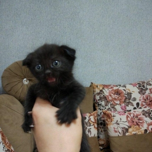 Sentyabrin 25-de dogulan 4 shotland qulagisallaq pishik balalarindan 2