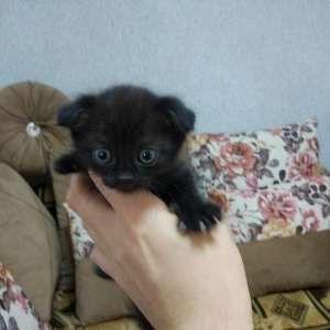 Sentyabrin 25-de dogulan 4 shotland qulagisallaq pishik balalarindan 2