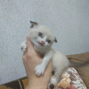 Sentyabrin 25-de dogulan 4 shotland qulagisallaq pishik balalarindan 2