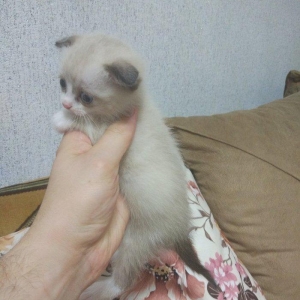 Sentyabrin 25-de dogulan 4 shotland qulagisallaq pishik balalarindan 2