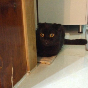 Sentyabrin 25-de dogulan 4 shotland qulagisallaq pishik balalarindan 2