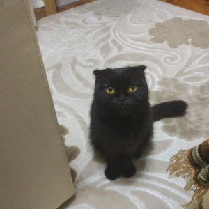 Sentyabrin 25-de dogulan 4 shotland qulagisallaq pishik balalarindan 2