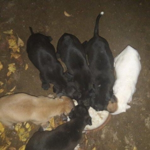 Temiz paroda pitbull balalari satilir. Bakida taninmiw temiz qan pitbu