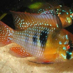 xışnik balığları mirni ilə deyişirəm xromis firefiş və tayvanref  4 5