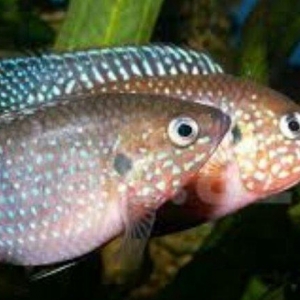 xışnik balığları mirni ilə deyişirəm xromis firefiş və tayvanref  4 5