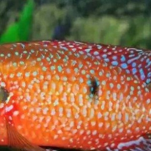 xışnik balığları mirni ilə deyişirəm xromis firefiş və tayvanref  4 5