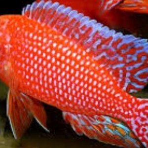 xışnik balığları mirni ilə deyişirəm xromis firefiş və tayvanref  4 5