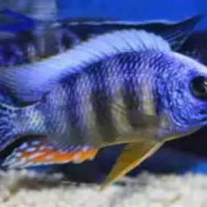 xışnik balığları mirni ilə deyişirəm xromis firefiş və tayvanref  4 5