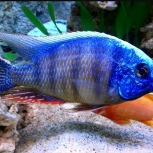 xışnik balığları mirni ilə deyişirəm xromis firefiş və tayvanref  4 5