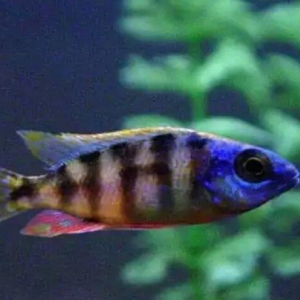 xışnik balığları mirni ilə deyişirəm xromis firefiş və tayvanref  4 5