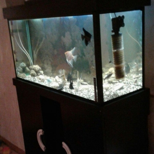 Uzunlugu 1 metr eni 40 hundurluyu 55. ATLIGI ILE BIR SATILIR. TEZEDI .