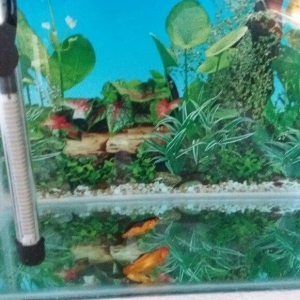 Akvarium 40x30x40 50 litit arxa fonu var qapağı var üsdündede teze qız