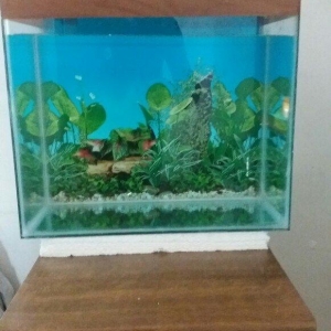 Akvarium 40x30x40 50 litit arxa fonu var qapağı var üsdündede teze qız